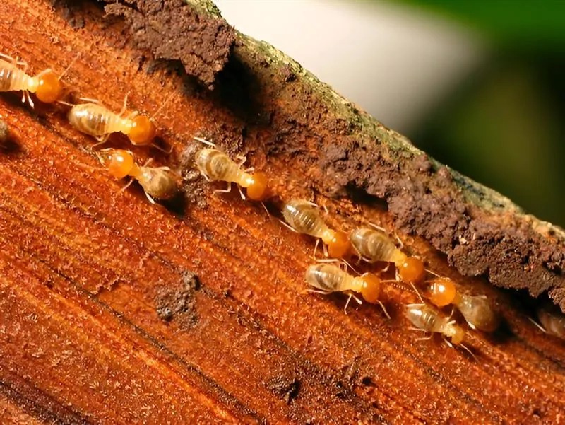 Termite Control Service in Hyderabad