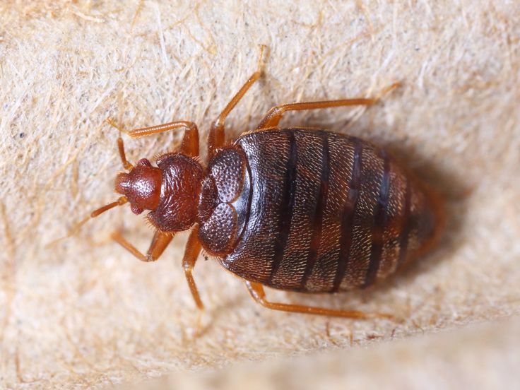 Titan technician applying bed bug treatment in a Hyderabad bedroom