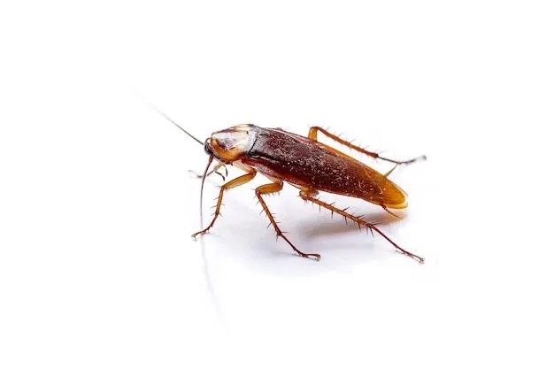 Cockroach control in Hyderabad using gel bait and targeted spray