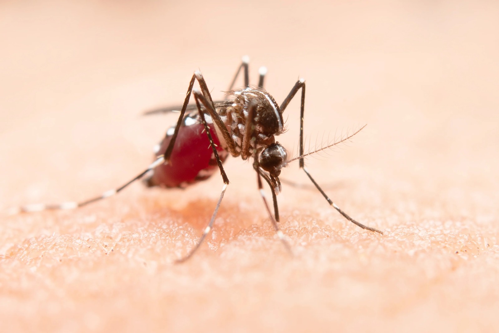 Mosquito fogging, residual spray and larviciding in Hyderabad